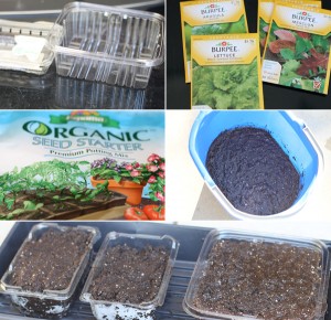 microgreens