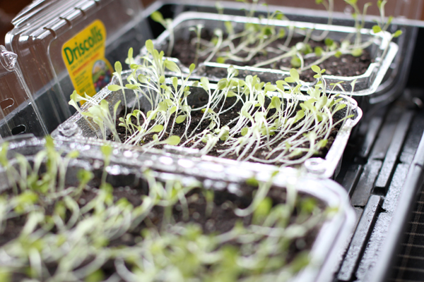 How to plant Microgreens
