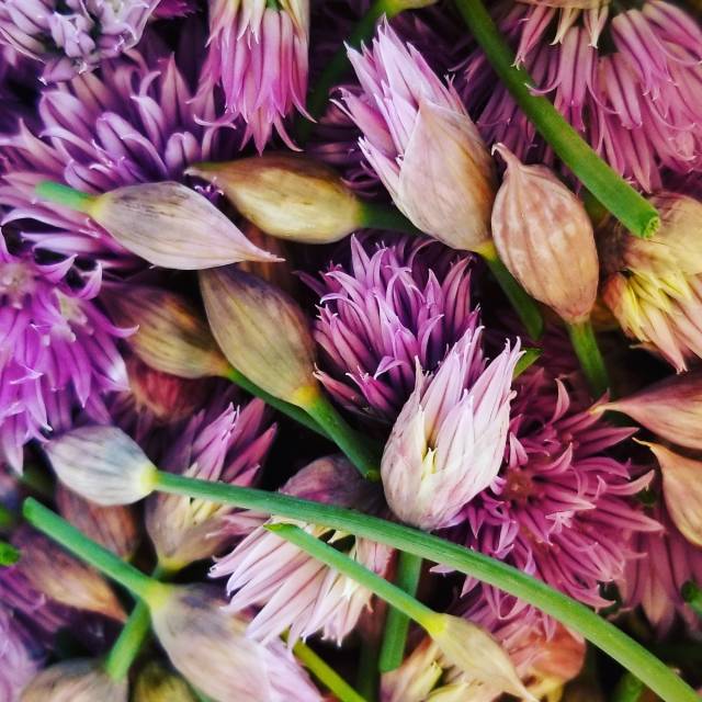 Chive Blossom Vinegar