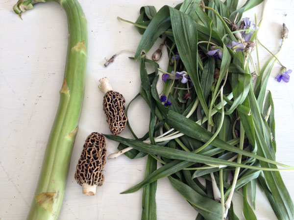 Ramps and Morel Mushrooms